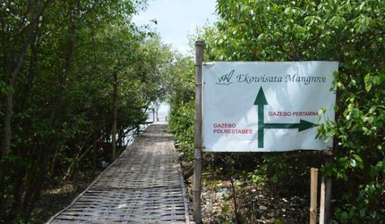 Hutan-Mangrove-Wonorejo-Surabaya-yang-Masih-Alami